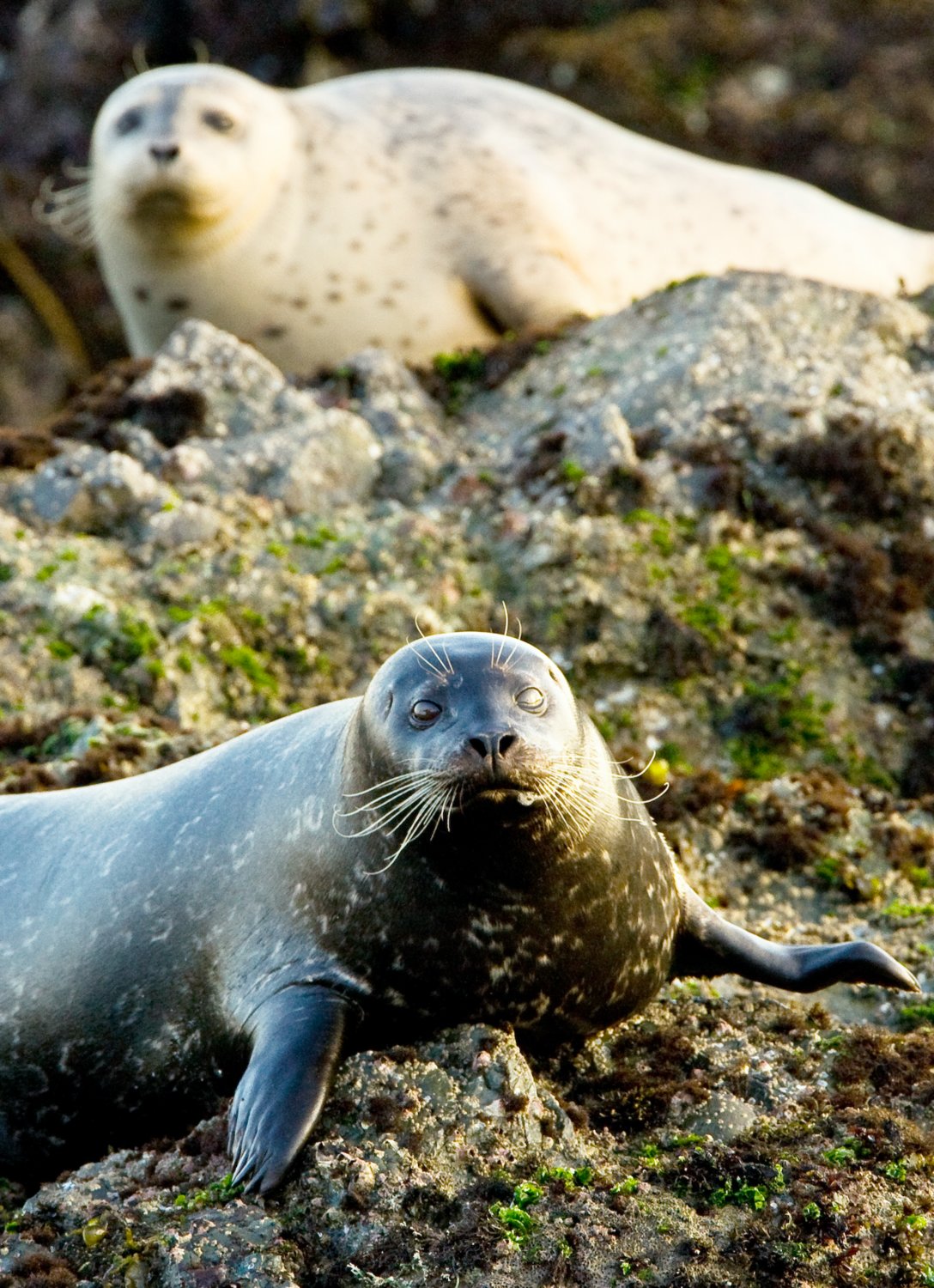 Early spring is the perfect time to witness cold-weather loving seals in their natural habitat